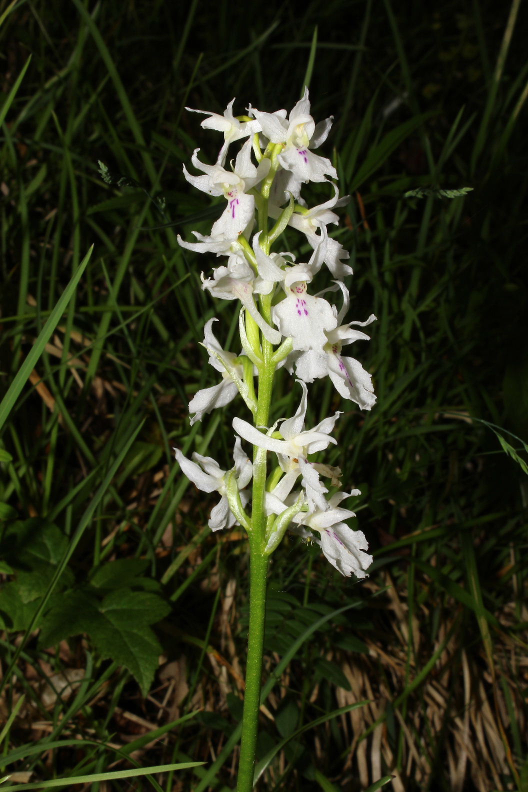 Orchidee valli Aveto, Sturla e .